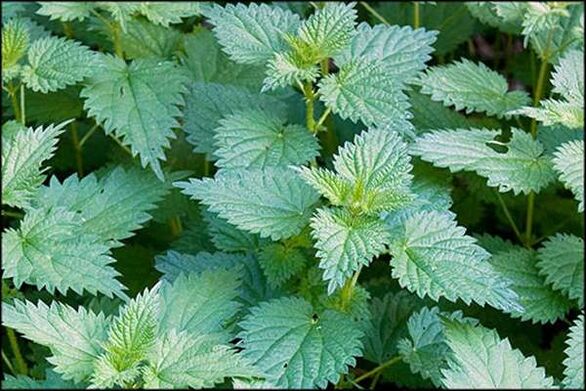 Nettle - a folk remedy that improves sexual function in men
